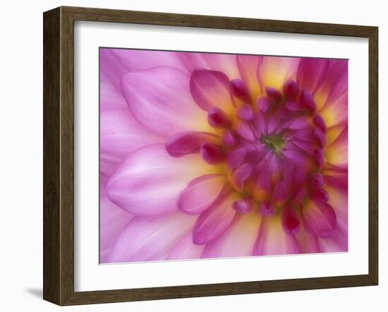 Dahlia, Sammamish, Washington, USA-Darrell Gulin-Framed Premium Photographic Print