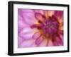 Dahlia, Sammamish, Washington, USA-Darrell Gulin-Framed Premium Photographic Print