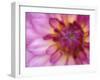 Dahlia, Sammamish, Washington, USA-Darrell Gulin-Framed Premium Photographic Print