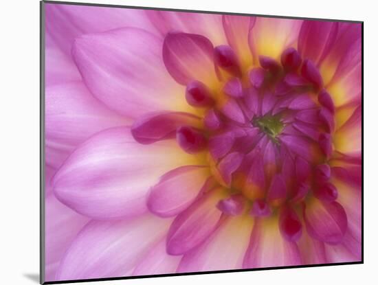 Dahlia, Sammamish, Washington, USA-Darrell Gulin-Mounted Premium Photographic Print