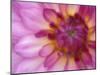 Dahlia, Sammamish, Washington, USA-Darrell Gulin-Mounted Premium Photographic Print