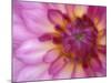 Dahlia, Sammamish, Washington, USA-Darrell Gulin-Mounted Photographic Print