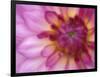 Dahlia, Sammamish, Washington, USA-Darrell Gulin-Framed Photographic Print