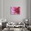 Dahlia, Sammamish, Washington, USA-Darrell Gulin-Photographic Print displayed on a wall