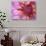 Dahlia, Sammamish, Washington, USA-Darrell Gulin-Photographic Print displayed on a wall