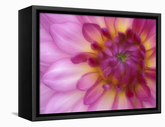 Dahlia, Sammamish, Washington, USA-Darrell Gulin-Framed Stretched Canvas