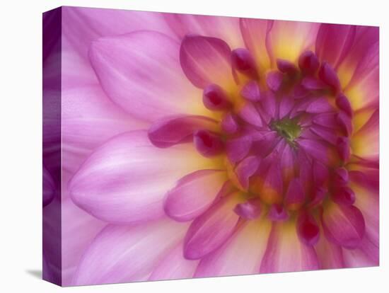 Dahlia, Sammamish, Washington, USA-Darrell Gulin-Stretched Canvas