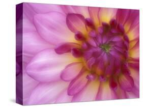 Dahlia, Sammamish, Washington, USA-Darrell Gulin-Stretched Canvas