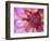 Dahlia, Sammamish, Washington, USA-Darrell Gulin-Framed Photographic Print