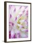 Dahlia, Sort 'April Dawn'-Herbert Kehrer-Framed Photographic Print