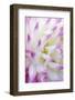 Dahlia, Sort 'April Dawn'-Herbert Kehrer-Framed Photographic Print