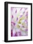 Dahlia, Sort 'April Dawn'-Herbert Kehrer-Framed Photographic Print