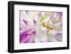 Dahlia, Sort 'April Dawn'-Herbert Kehrer-Framed Photographic Print