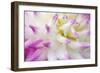 Dahlia, Sort 'April Dawn'-Herbert Kehrer-Framed Photographic Print