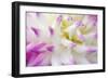 Dahlia, Sort 'April Dawn'-Herbert Kehrer-Framed Photographic Print