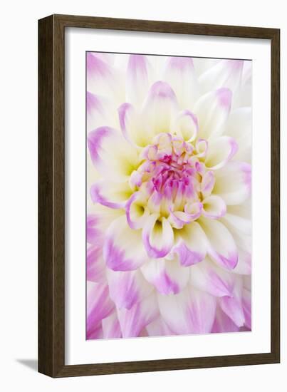 Dahlia, Sort 'April Dawn'-Herbert Kehrer-Framed Photographic Print