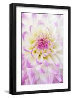 Dahlia, Sort 'April Dawn'-Herbert Kehrer-Framed Photographic Print