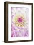 Dahlia, Sort 'April Dawn'-Herbert Kehrer-Framed Photographic Print