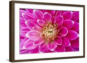 Dahlia, Sort of 'Charleston'-Herbert Kehrer-Framed Photographic Print