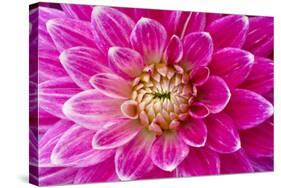 Dahlia, Sort of 'Charleston'-Herbert Kehrer-Stretched Canvas