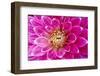 Dahlia, Sort of 'Charleston'-Herbert Kehrer-Framed Photographic Print