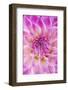 Dahlia, Sort of 'Charleston'-Herbert Kehrer-Framed Photographic Print