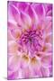 Dahlia, Sort of 'Charleston'-Herbert Kehrer-Mounted Photographic Print