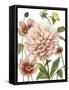 Dahlia Spell I-Grace Popp-Framed Stretched Canvas