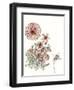 Dahlia Study-Melissa Wang-Framed Art Print