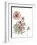 Dahlia Study-Melissa Wang-Framed Art Print