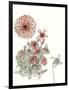 Dahlia Study-Melissa Wang-Framed Art Print