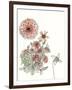 Dahlia Study-Melissa Wang-Framed Art Print