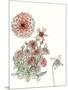 Dahlia Study-Melissa Wang-Mounted Art Print