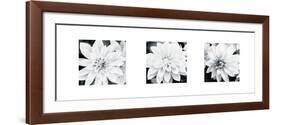 Dahlia Triptych-Joseph Eta-Framed Giclee Print