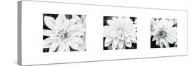 Dahlia Triptych-Joseph Eta-Stretched Canvas