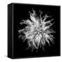 Dahlia VI BW-Debra Van Swearingen-Framed Stretched Canvas