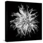 Dahlia VI BW-Debra Van Swearingen-Stretched Canvas