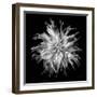 Dahlia VI BW-Debra Van Swearingen-Framed Photographic Print