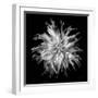 Dahlia VI BW-Debra Van Swearingen-Framed Photographic Print