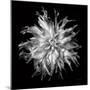 Dahlia VI BW-Debra Van Swearingen-Mounted Photographic Print