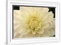 Gramercy White