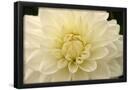 Essential Black