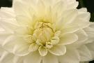 Laminate