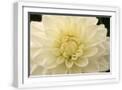 White Frame