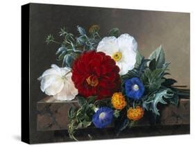 Dahlia with White Poppies, Cherianthus and Morning Glories-Johan Laurentz Jensen-Stretched Canvas