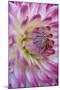 Dahlia X Cultorum-Dr. Nick Kurzenko-Mounted Premium Photographic Print