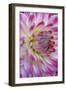 Dahlia X Cultorum-Dr. Nick Kurzenko-Framed Photographic Print