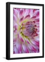 Dahlia X Cultorum-Dr. Nick Kurzenko-Framed Photographic Print