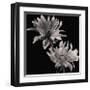 Dahlia-Michael Harrison-Framed Giclee Print