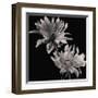 Dahlia-Michael Harrison-Framed Giclee Print